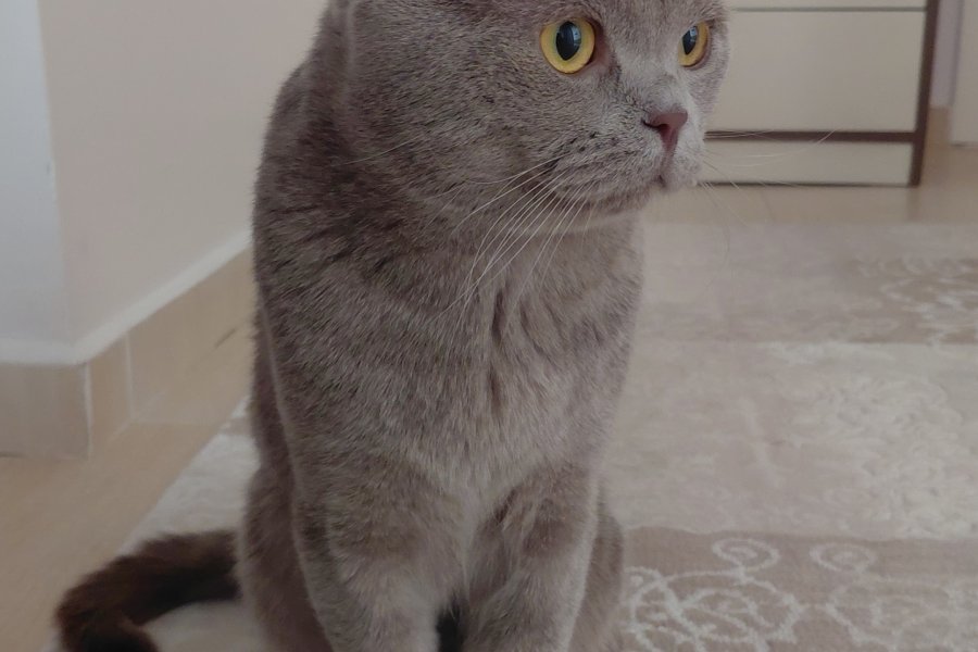 Scottish fold lilac 1