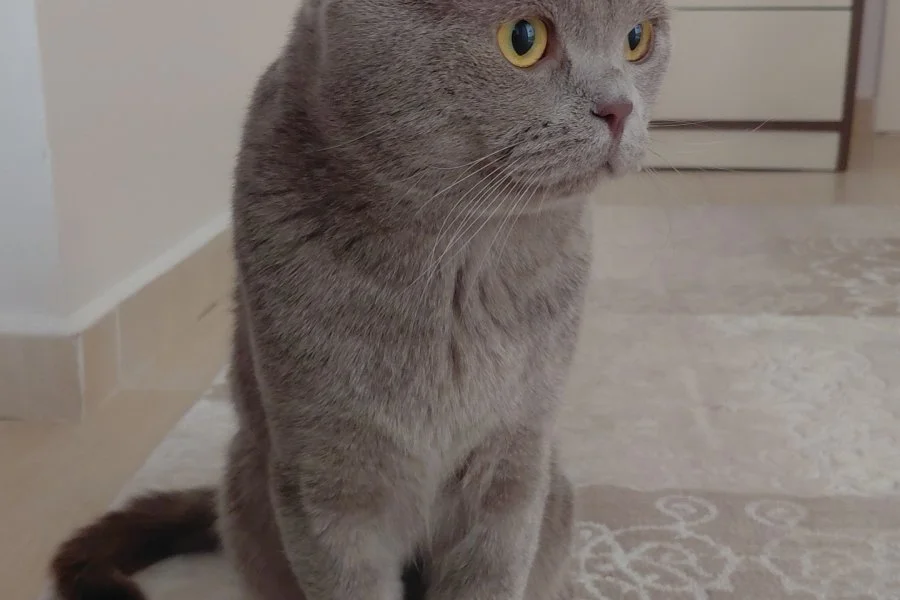 Scottish fold lilac 1