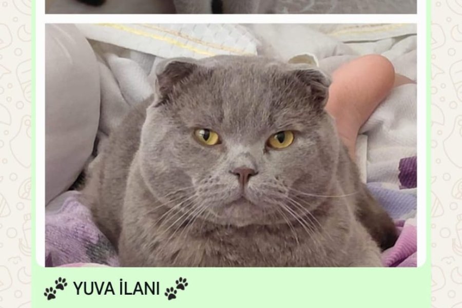 Scottish fold lilac 2