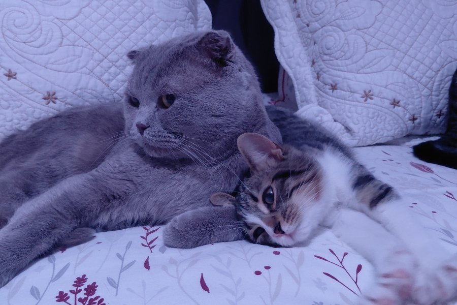 Scottish fold lilac 3