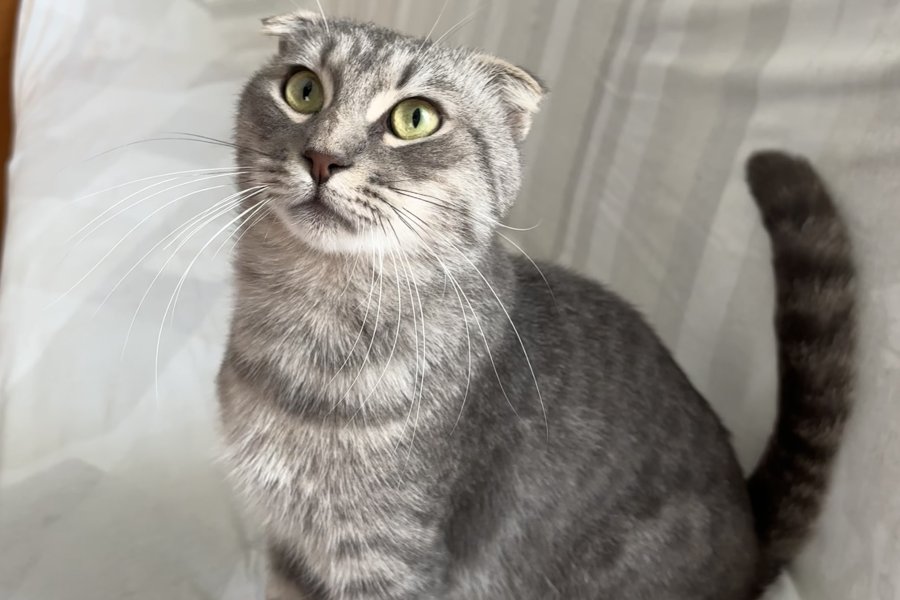 Scottish fold kedimiz için yuva arıyoruz 3