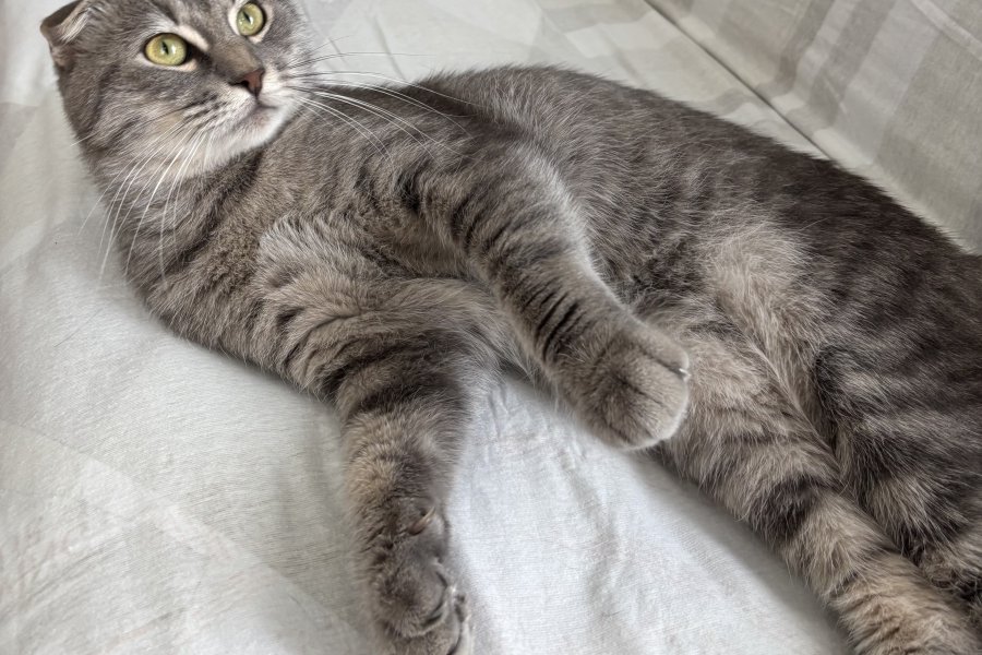 Scottish fold kedimiz için yuva arıyoruz 1