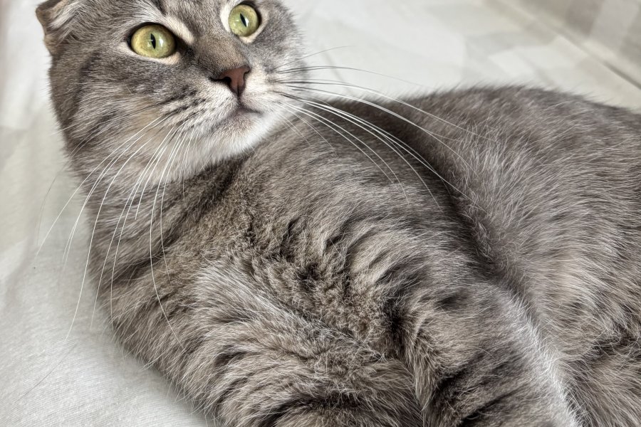 Scottish fold kedimiz için yuva arıyoruz 2