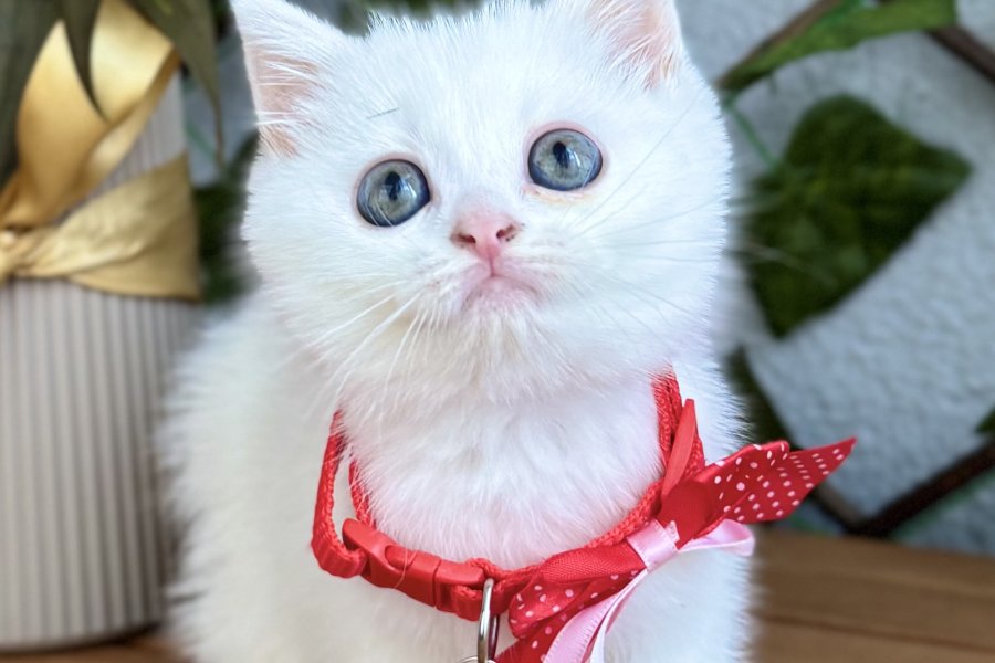 DİKKAT AŞIK OLURSUNUZ DİŞİ ERKEK BEBELER 3