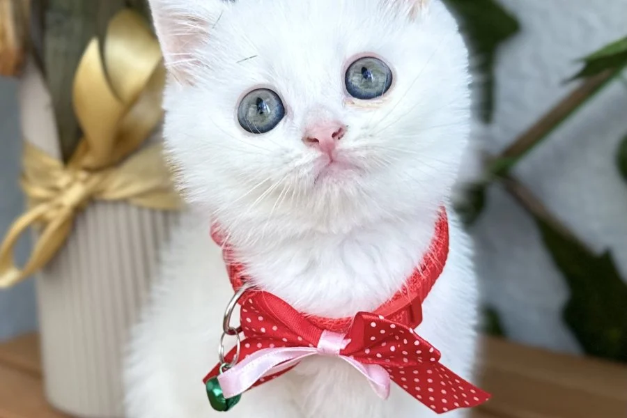DİKKAT AŞIK OLURSUNUZ DİŞİ ERKEK BEBELER 1