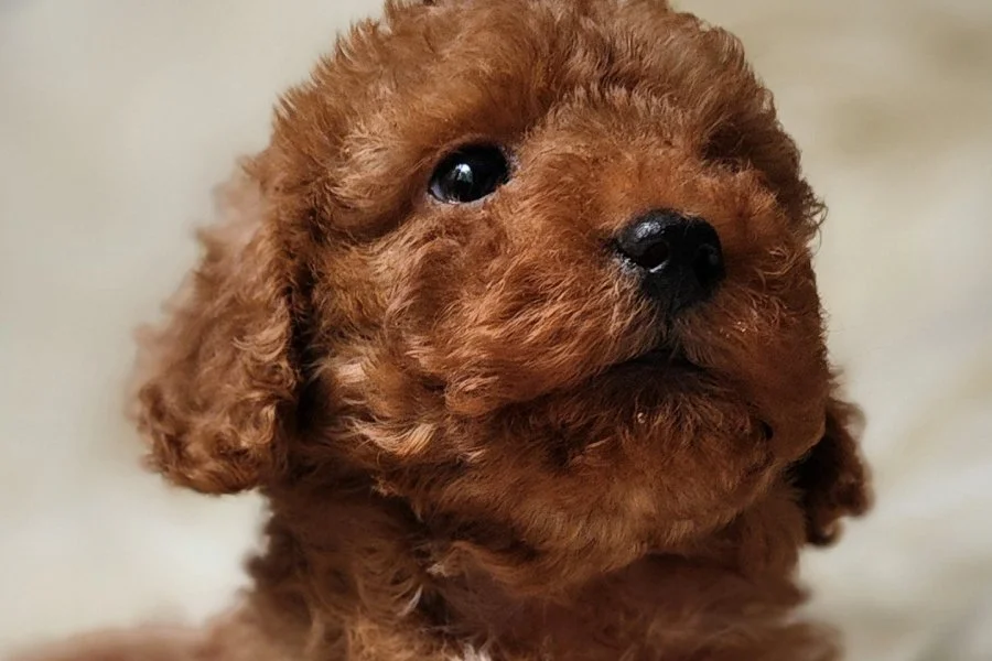 Sevimli Toy Poodle Yavrumuz 2