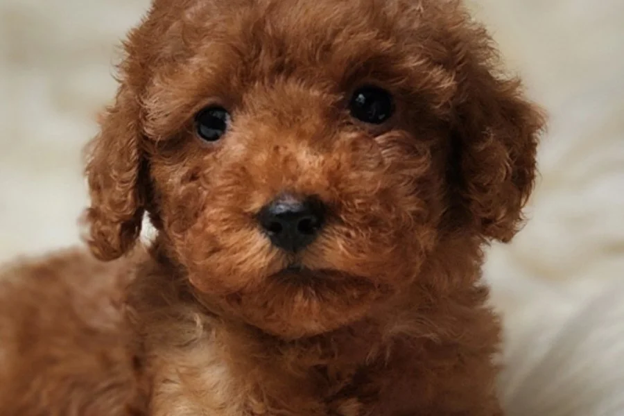 Sevimli Toy Poodle Yavrumuz 3