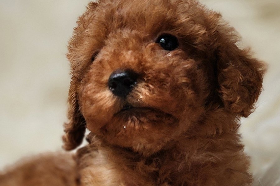 Sevimli Toy Poodle Yavrumuz 1