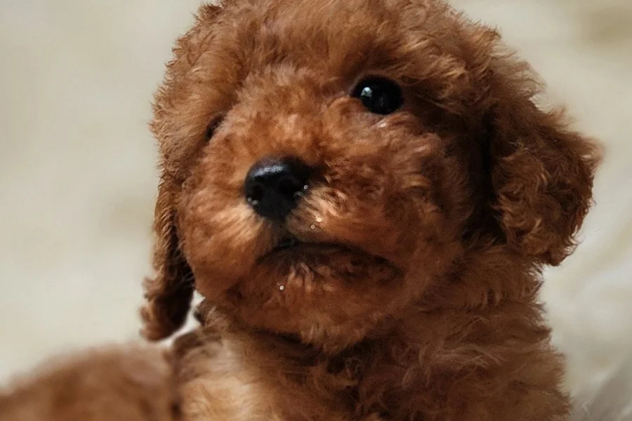 Sevimli Toy Poodle Yavrumuz 1