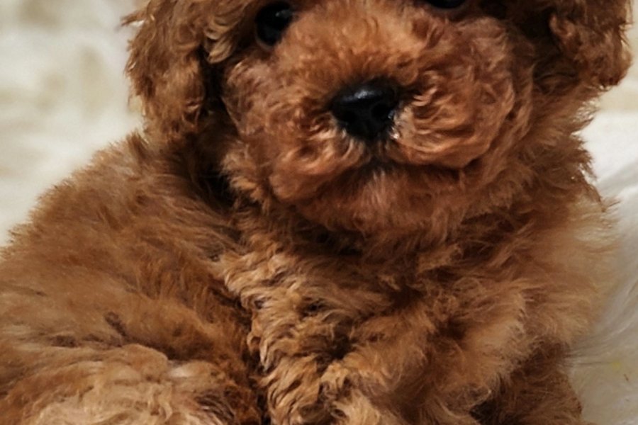 Veteriner teknikerinden tüm bakımları yapılı toy bebek 1