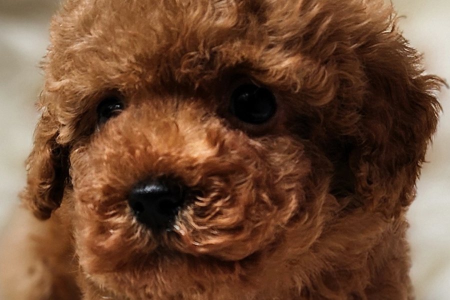 Veteriner teknikerinden tüm bakımları yapılı toy bebek 2