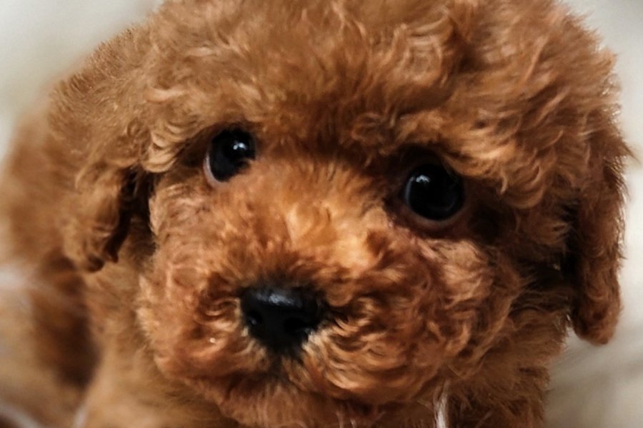 Veteriner teknikerinden tüm bakımları yapılı toy bebek 3