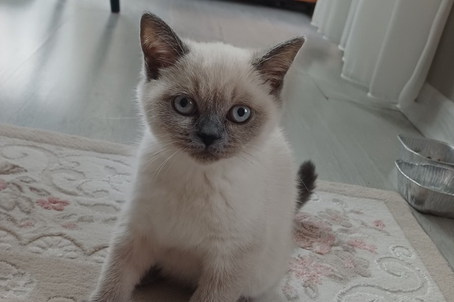British blue point 1