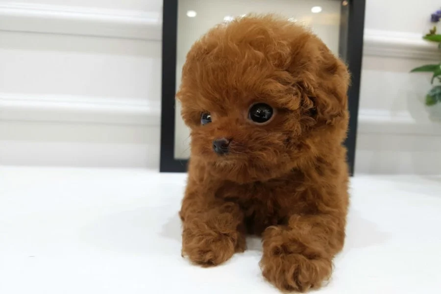 İSTANBUL KAPIDA ÖDEMELİ TOY POODLE BEBEKLERİM 2