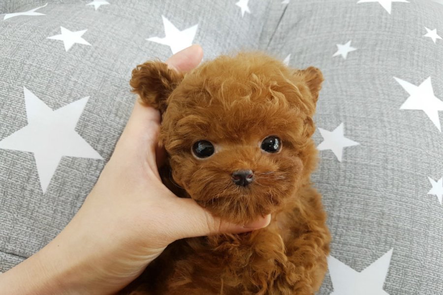 İSTANBUL KAPIDA ÖDEMELİ TOY POODLE BEBEKLERİM 3