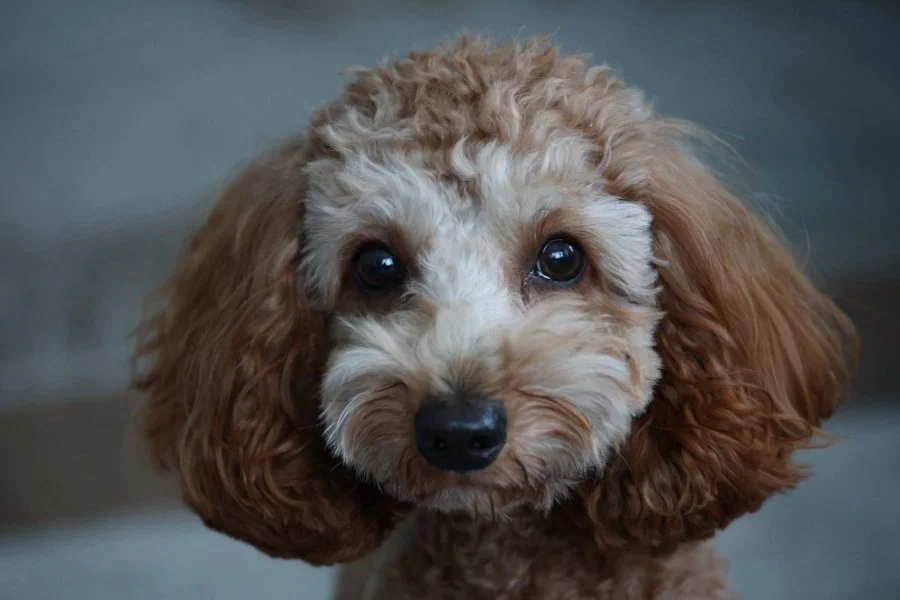 Oyuncu ve Sakin: Safkan Toy Poodle Yavrumuz 1