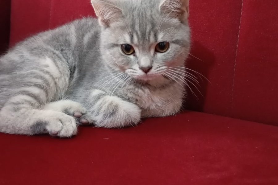 Duman 3
