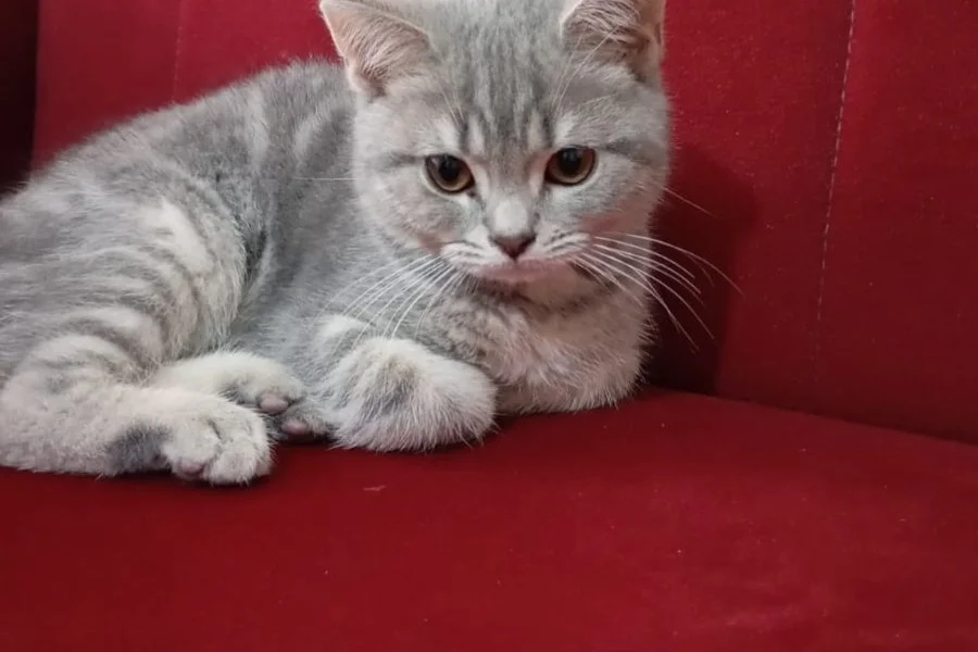 Duman 3