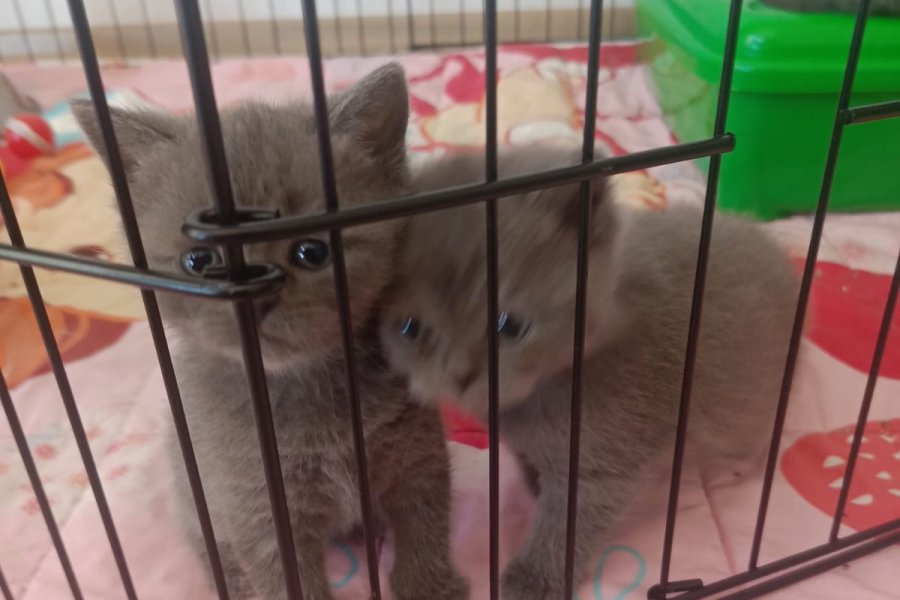 scottish fold ve british kediler 3