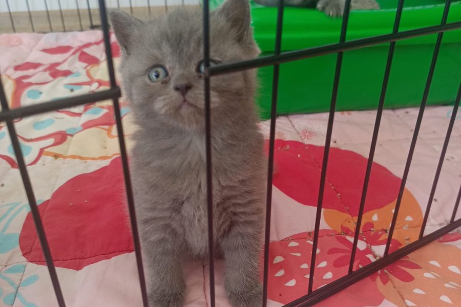 scottish fold ve british kediler 2