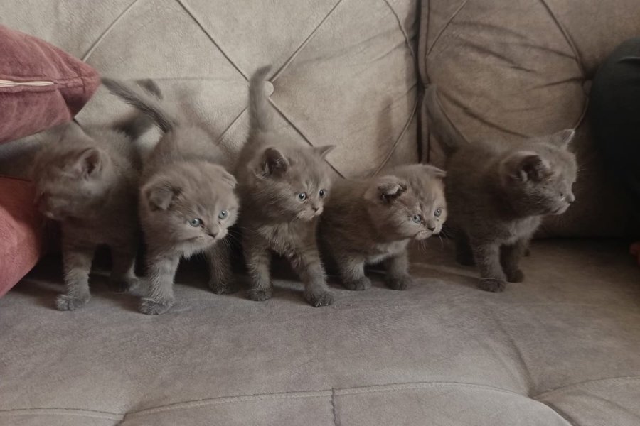 scottish fold ve british kediler 1