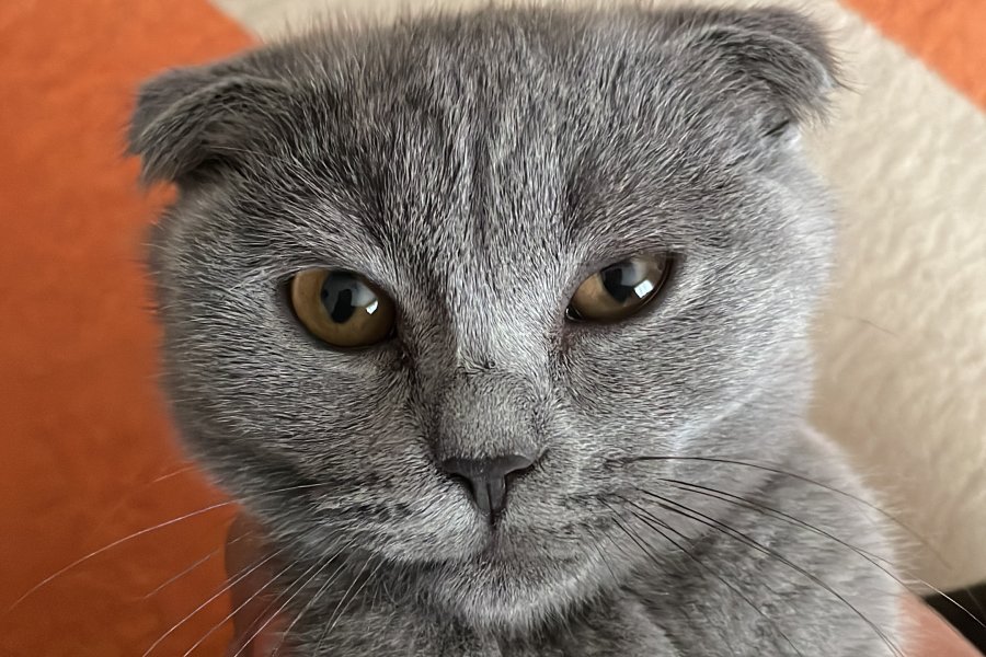 Scottish Fold Yavrumuz: Sakin ve Oyuncu Dost 3