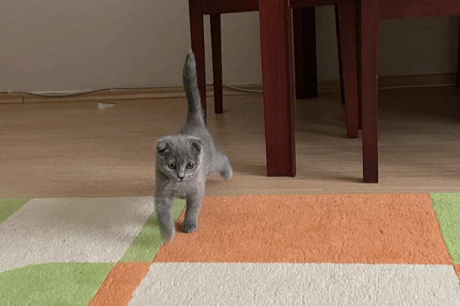 Scottish Fold Yavrumuz: Sakin ve Oyuncu Dost 2