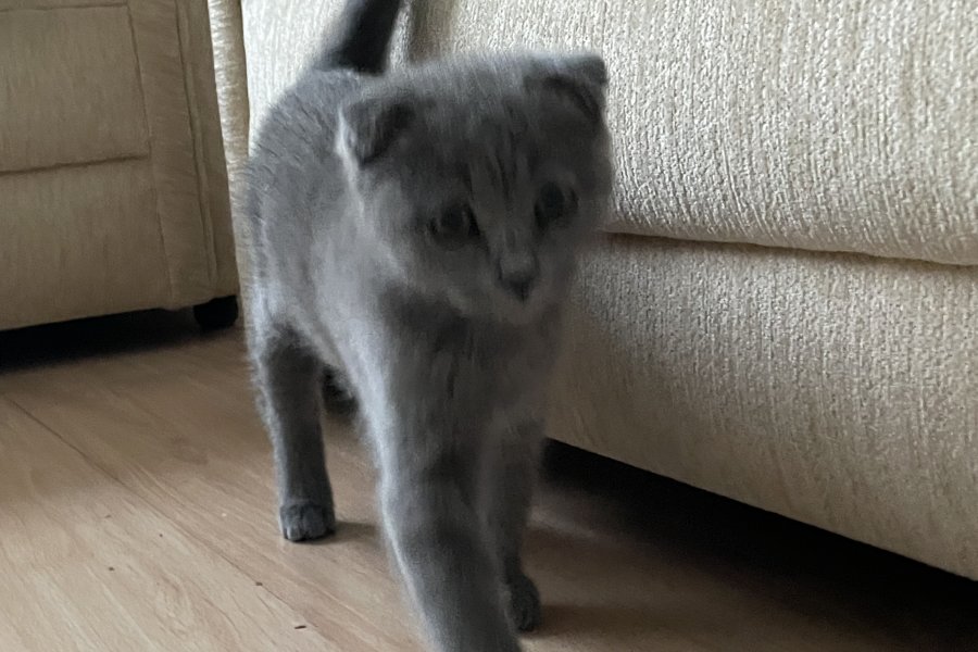 Scottish Fold Yavrumuz: Sakin ve Oyuncu Dost 4