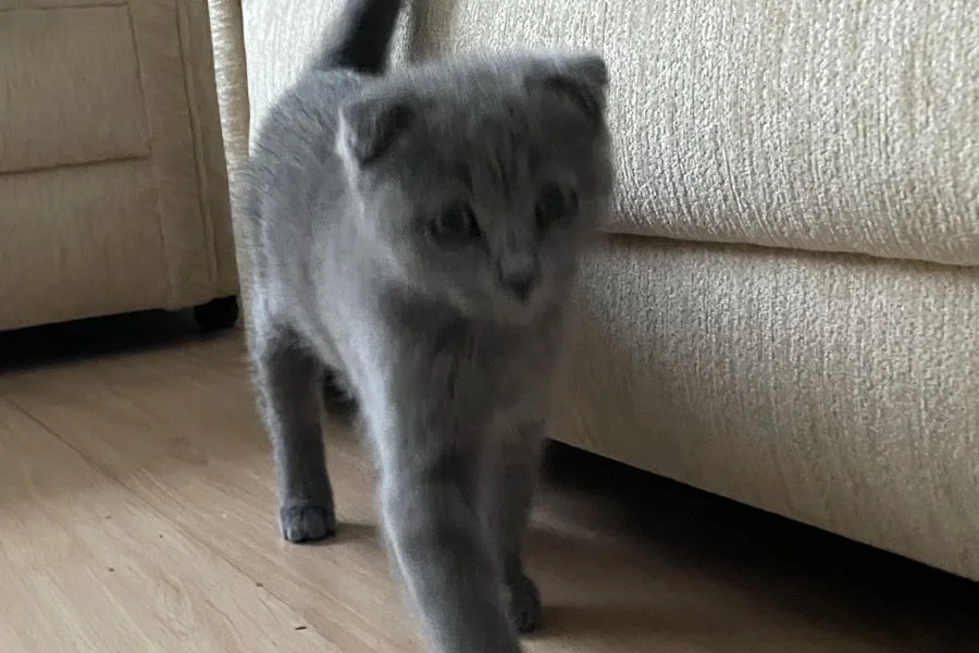 Scottish Fold Yavrumuz: Sakin ve Oyuncu Dost 4