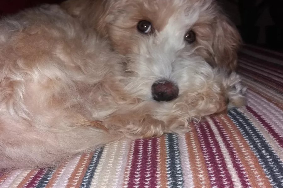 Maltipoo 1