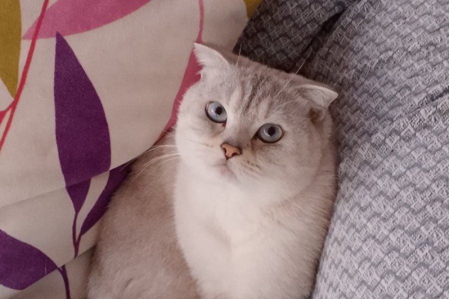 Ücretsiz cins kedi 2
