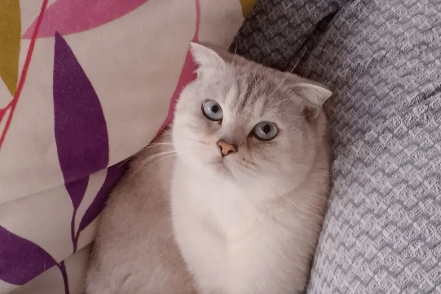 Ücretsiz cins kedi 2