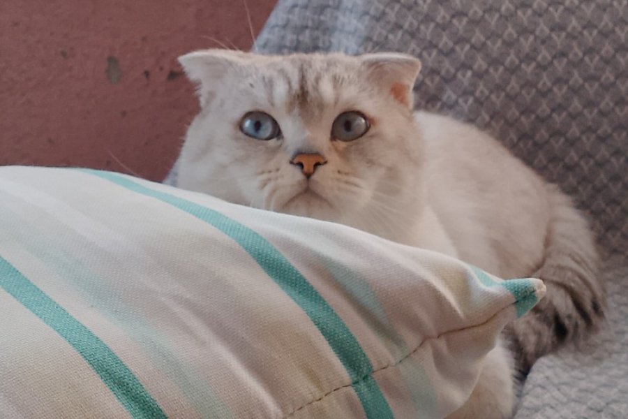 Ücretsiz cins kedi 3