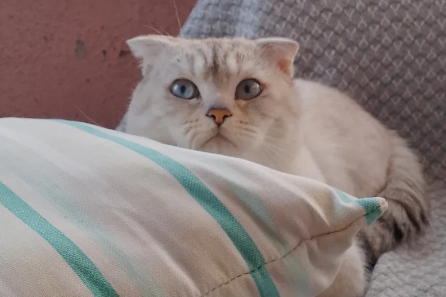 Ücretsiz cins kedi 3