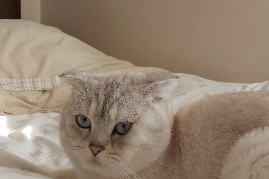 Ücretsiz cins kedi 1