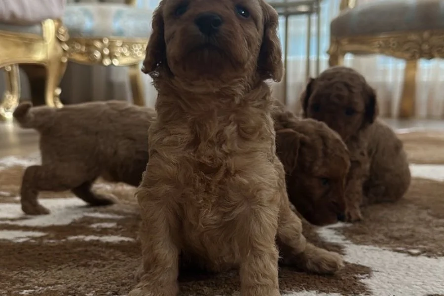 Toy poodle 3