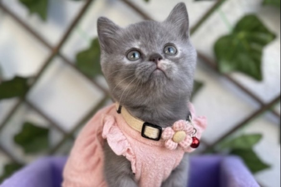 GÜZELLER GÜZELİ DİŞİ BEBEK 1