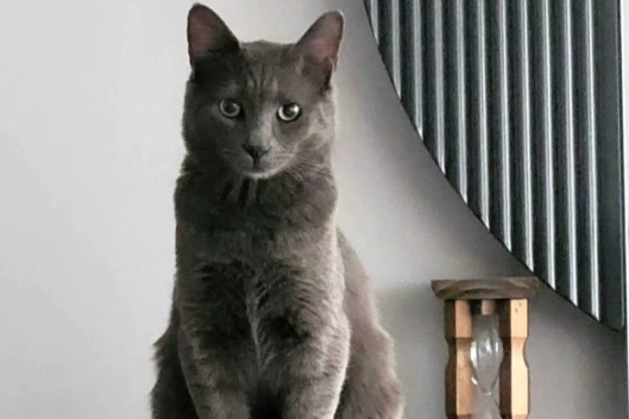 Kedi Sahiplendirme Ücretsiz 2
