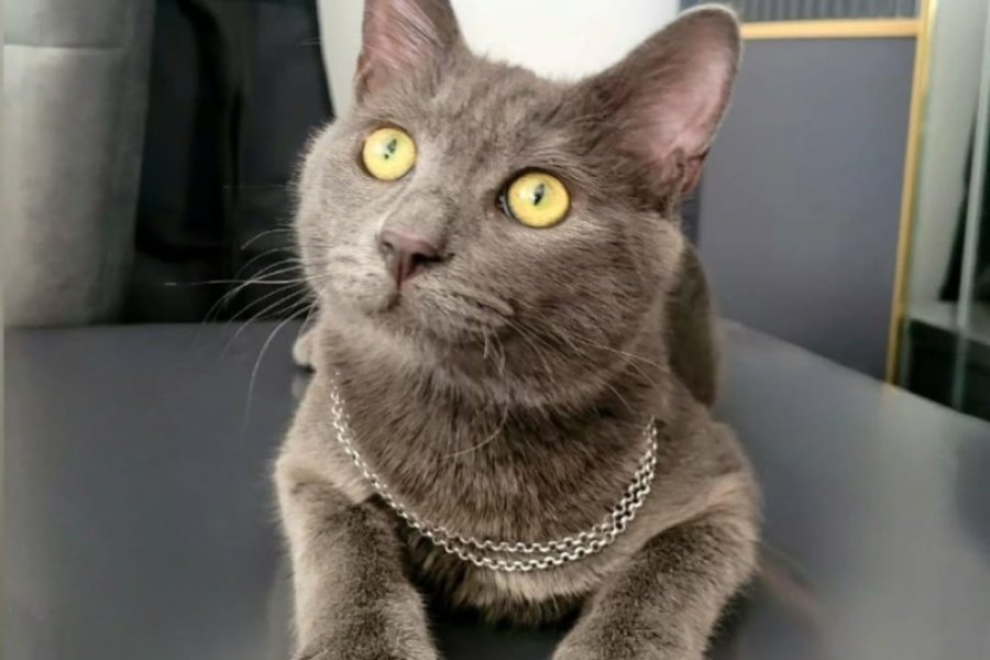 Kedi Sahiplendirme Ücretsiz 1