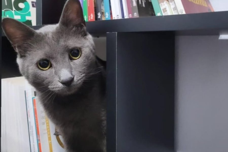 Kedi Sahiplendirme Ücretsiz 3