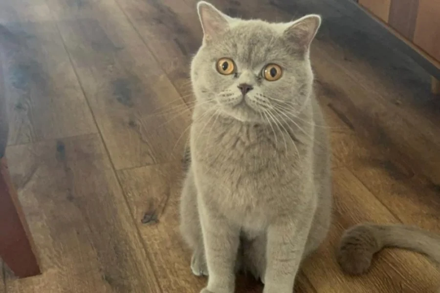 British Shorthair Ücretsiz sahiplendirme 2