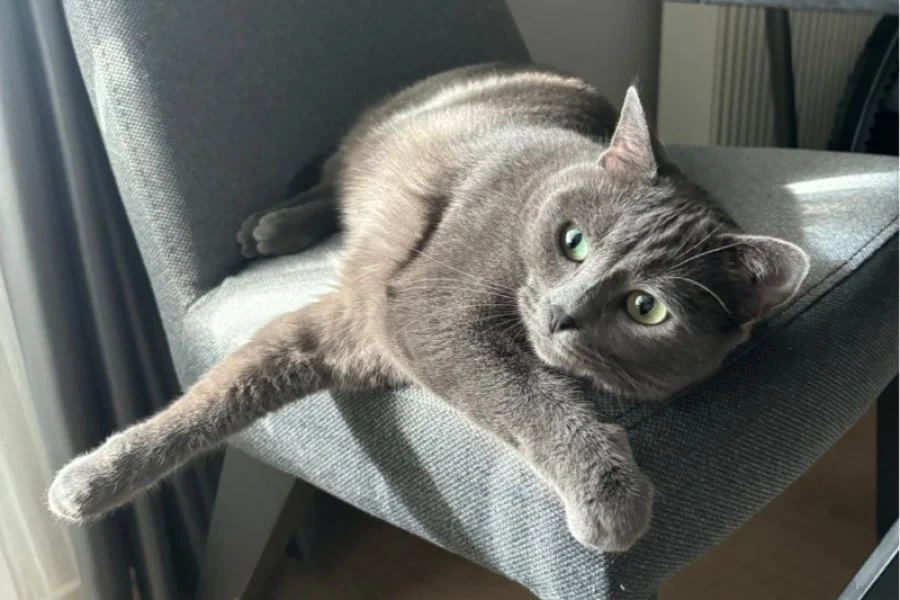 Acil Mavi rus kedi yeni ailesini arıyor. 2
