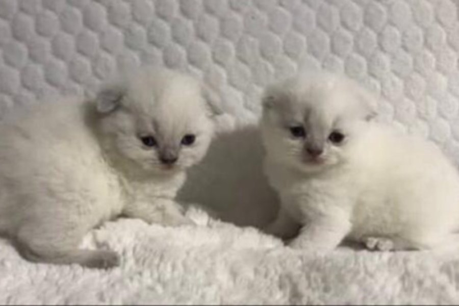 Scottish fold cinsi yavru kedi satıyorum 7000-10000tl 1