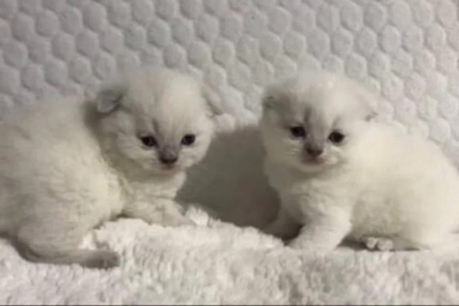 Scottish fold cinsi yavru kedi satıyorum 7000-10000tl 1