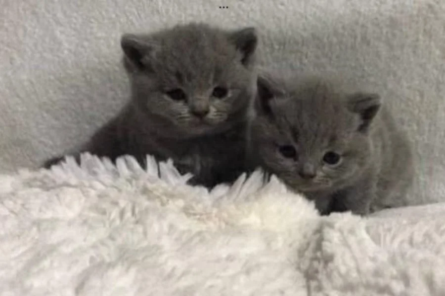 Scottish fold cinsi yavru kedi satıyorum 7000-10000tl 2