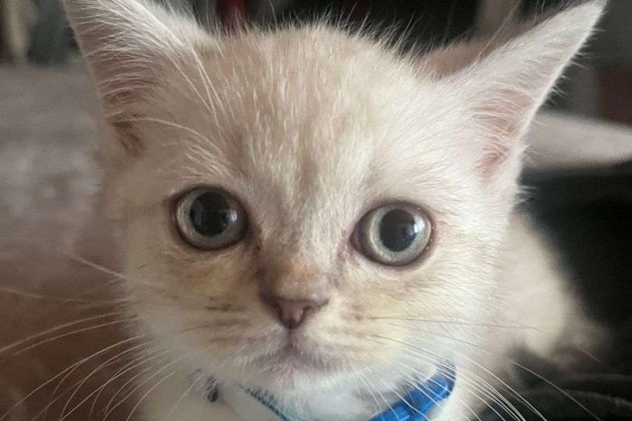 2 Aylık british Shorthair erkek 3