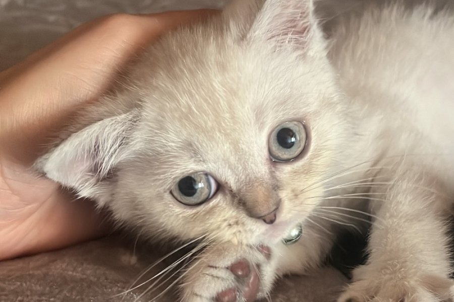 2 Aylık british Shorthair erkek 2