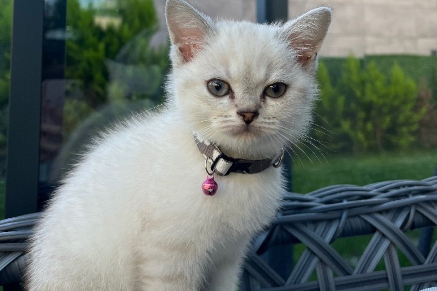 2 Aylık british Shorthair erkek 1