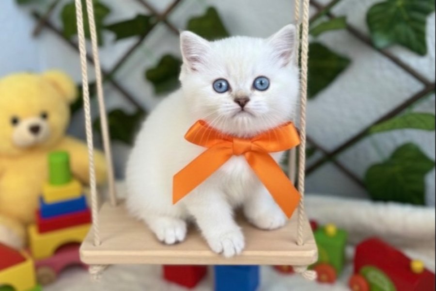 İÇİNİZİ ISITACAK YAVRUMUZ GELDİ BRİTİSH BEBE 2
