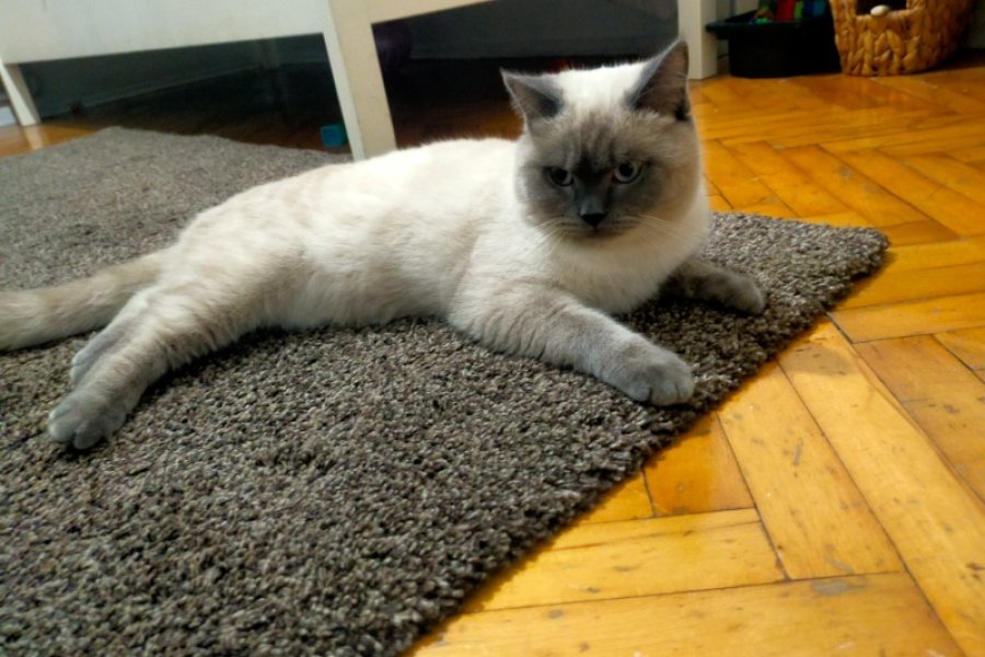 British Shorthair Sahiplendirme 1